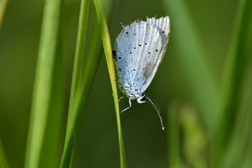 The butterfly of blue color sits on a blade of grass close-up. Green background