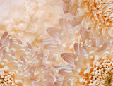 Fototapeta  - chrysanthemum flowers.  pink and yellow and orange  background. floral collage. flower composition. Close-up. Nature.
