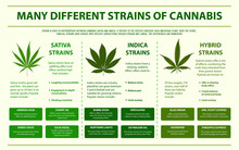 Many Different Strains Of Cannabis Horizontal Infographic Illustration About Cannabis As Herbal Alternative Medicine And Chemical Therapy, Healthcare And Medical Science Vector.