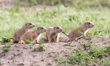 Young Black-tailed Prairie Dogs Are  Around Hole At The Grasslands Of Roberts Prairie Dog Town