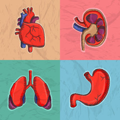 Poster - Set of human organs for Health and Medical.