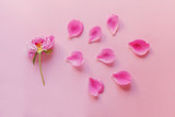 Fototapeta Tulipany - fresh beautiful spring flower and petals isolated on pastel pink background, emotions concept, flat layout, top view