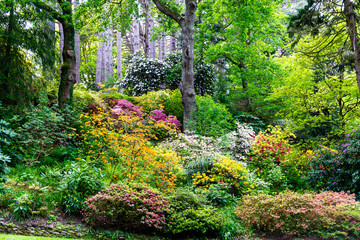 Beautiful Garden with blooming trees during spring time, Wales, UK