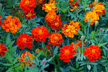 Beautiful Orange Marigold In A Garden. Flowers