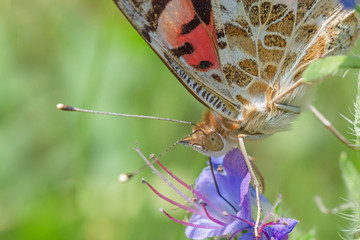 Sticker - close up of Painted Lady butterfly on blue wild flower