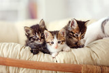 Cute funny kittens at home
