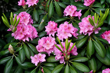 Canvas Print - pink flowers and buds on a rhododendron bush.