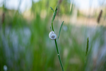 Wall Mural - snail on the stem
