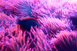 Fish hiding in its anemone
