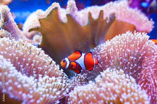 Fotomural Clown fish swimming in the corals.