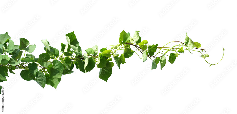 ivy plant isolate on white background - obrazy, fototapety, plakaty 