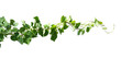 ivy plant isolate on white background