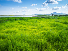 Green Grass At Lake Park Landscape