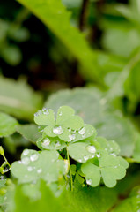 Natural background with Shamrock clover under dew drops. Shamrock symbol of luck.