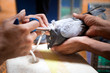 vaccine treatment on pigeon neck