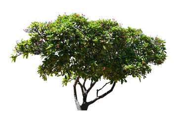 leaves tree branch leelawadee isolated on white background for graphic. with clipping path
