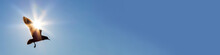 Bird Flying In Front Of The Sun In A Blue Sky Panorama Web Banner
