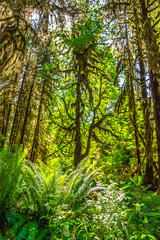 Wall Mural - Beautiful Morning Hike Through the Hoh Rainforest in Olympic National Park, Washington