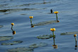 żółte kwiaty lilii wodnych na jeziorze