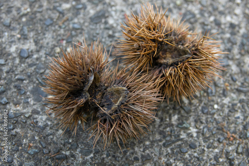 既に中身のない2つの割れたいがぐり Buy This Stock Photo And Explore Similar Images At Adobe Stock Adobe Stock 既に中身のない2つの割れたいがぐり Buy This Stock Photo And Explore Similar Images At Adobe Stock Adobe Stock