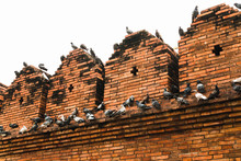 Flock Of Pigeons At Thapae Gate Ancient Brick Wall Of Chiangmai