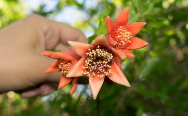 Pomegranate blooms large red flowers on a green background for design