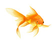 canvas print picture - gold fish