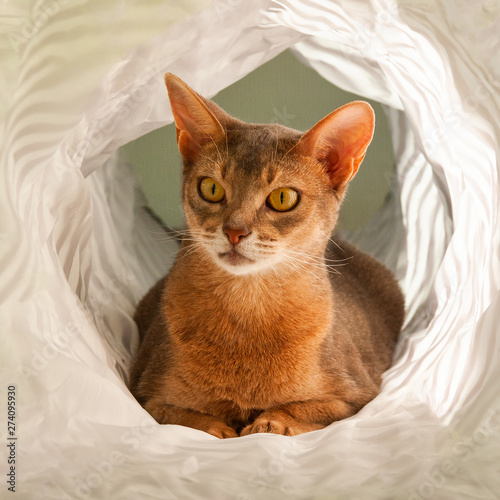 Abyssinian Cat Close Up Portrait Of Blue Abyssinian Female Cat Sitting In White Tunnel Pretty Cat On White Background Cute Kitty Looking Aside Yellow Eyes Big Ears Curious Abyssinian Cat Stock Photo