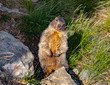 Swiss beauty, marmot near to Matterhorn