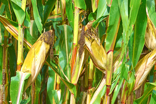Piante Di Mais Con Pannocchia Buy This Stock Photo And Explore Similar Images At Adobe Stock Adobe Stock