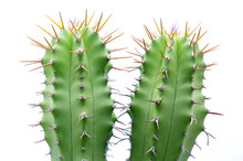 Close Up Of Cactus Isolated On White Background