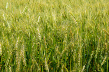 Ripening rye on the field