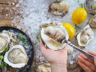 two hands holding fresh gigantic oysters from the sea to serve as raw seafood on ice with yellow lemon in the black bowl on the wooden table