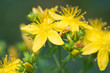 hypericum yellow flowers macro