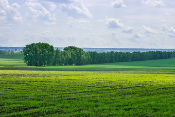 picturesque view of green field with white fluffy clouds on blue sky at sunny day