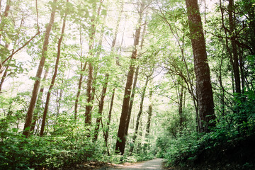 Wall Mural - Serene Wooded Path Walkway in Forest