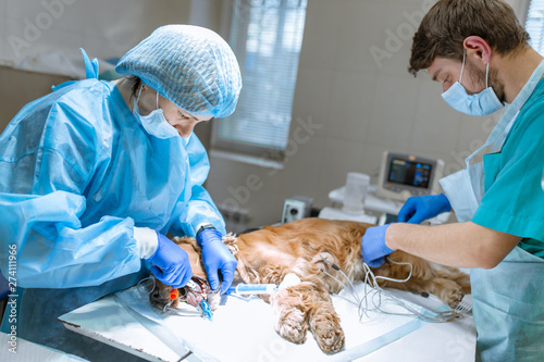 Fototapeta na szkło Veterinary dentistry. Dentist surgeon veterinarian cleans and treats the dog's teeth in a veterinary clinic. An anesthesiologist monitors the condition of the animal under anesthesia