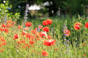 Flower poppy flowering on background poppies flowers.