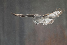 Great Grey Owl In Flight In The Falling Snow