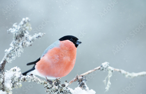 Fotomural Eurasian bullfinch perched on a mossy branch in winter