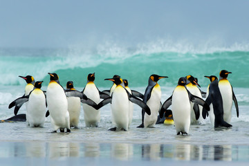 Wall Mural - group of king penguins coming ashore from a stormy atlantic ocean