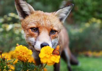Wall Mural - Close up of a Red fox looking at butterfly