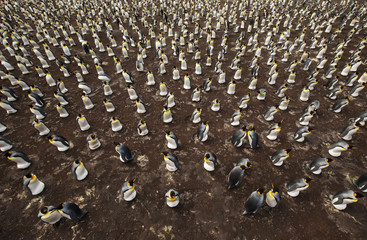 Wall Mural - colony of king penguins from above
