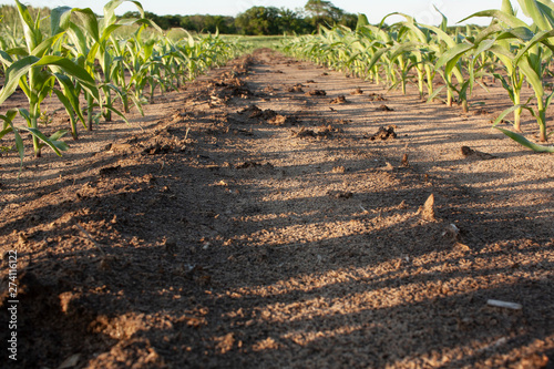 Fotomural Soil-level shot between two rows of young corn.