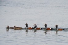 A Small Group Of Female And Male Harlequin Ducks Swim In A Straight Line In The Blue Water.