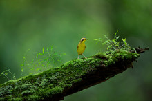 A Kentucky Warbler Stands On A Moss Covered Log With Bright Green Plants Growing All Around It With A Smooth Green Background.