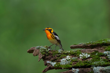 Canvas Print - A bright orange Blackburnian Warbler perched on a mossy and lichen covered textured log with a smooth green background in soft light.