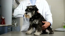 Veterinarian Petting Black Terrier Dog