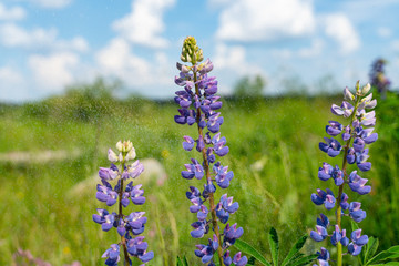 beautiful blue blooming lupine with drops of water or rain