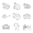 Vector illustration of amphibian and animal logo. Collection of amphibian and nature stock vector illustration.